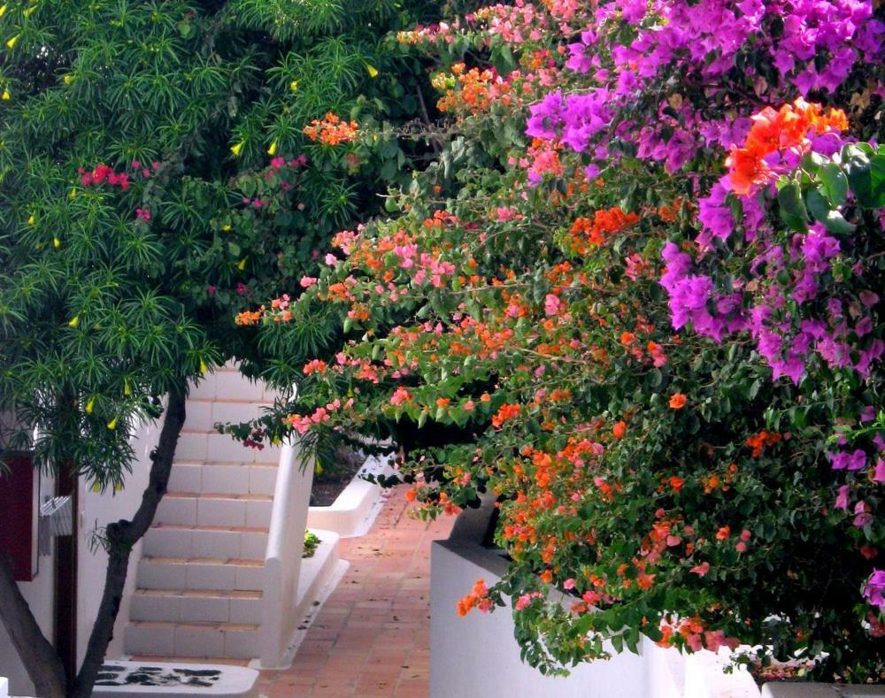 Apartamentos Tamarindos Puerto del Carmen  Dış mekan fotoğraf
